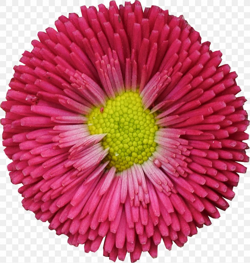 Common Daisy Flower Garden Roses, PNG, 900x945px, Common Daisy, Annual Plant, Aster, Chrysanths, Clipping Path Download Free