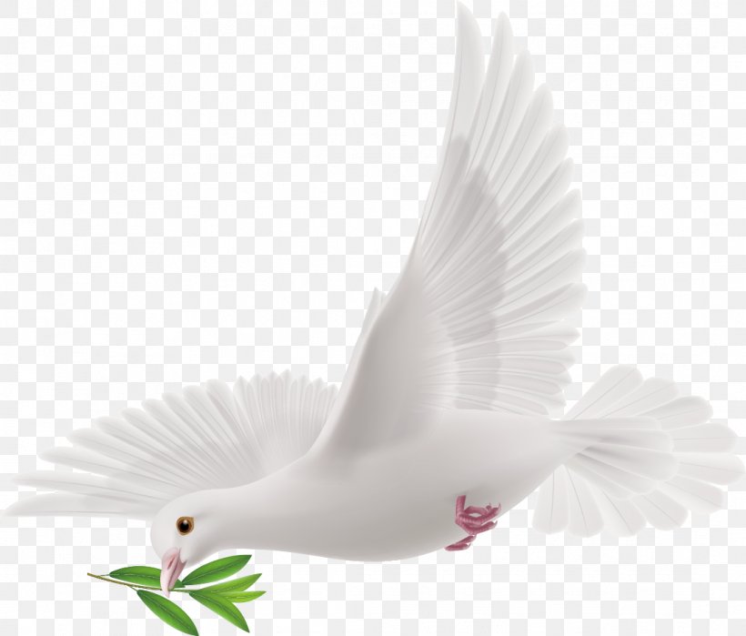 Peace, PNG, 1085x926px, Peace, Artworks, Beak, Bird, Columba Download Free
