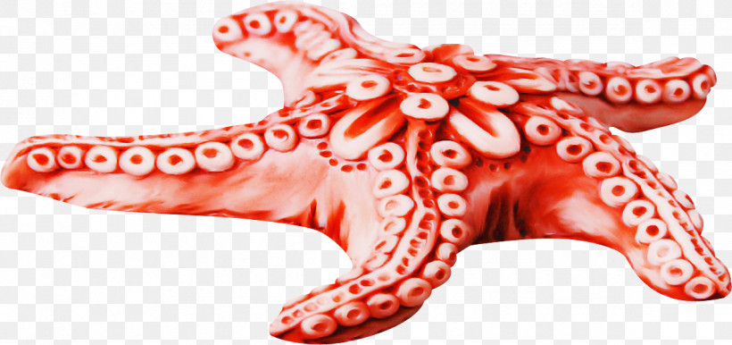 Red Pink Giant Pacific Octopus Octopus, PNG, 1183x557px, Red, Giant Pacific Octopus, Octopus, Pink Download Free