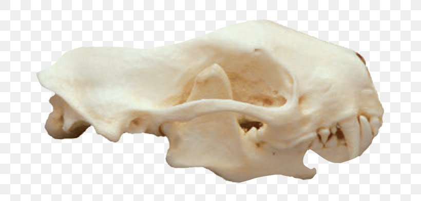 Striped Skunk Mammal Animal Skulls, PNG, 764x393px, Striped Skunk, Animal, Animal Skulls, Bone, Carnassial Download Free