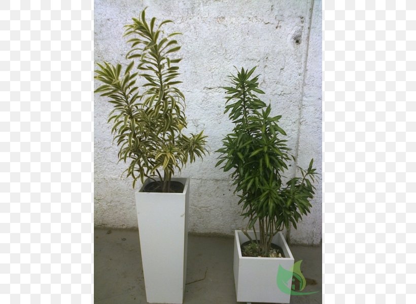 Tree Flowerpot Houseplant Shrub Herb, PNG, 600x600px, Tree, Evergreen, Flowerpot, Hemp, Herb Download Free