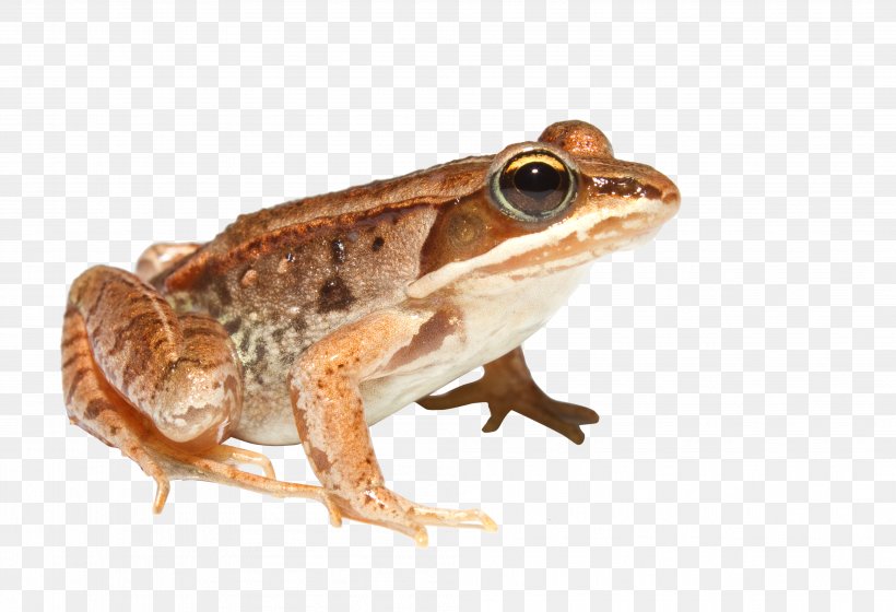 Wood Frog American Bullfrog Boreal Forest Of Canada Amphibian, PNG, 3988x2726px, North America, Amphibian, Cryobiology, Cryoprotectant, Fauna Download Free