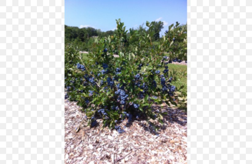 Bleuetière Plant Blueberry Agriculture Shrubland, PNG, 800x533px, Plant, Agriculture, Blueberry, Conifer, Ecosystem Download Free
