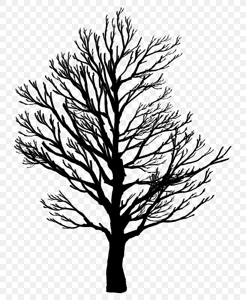 Family Tree Silhouette, PNG, 759x1000px, Silhouette, American Larch, Art, Blackandwhite, Botany Download Free