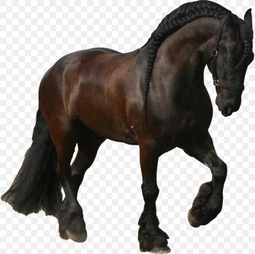 Friesian Horse Stallion Mane Mustang Trot, PNG, 896x892px, Friesian Horse, Art, Black, Bridle, Colt Download Free