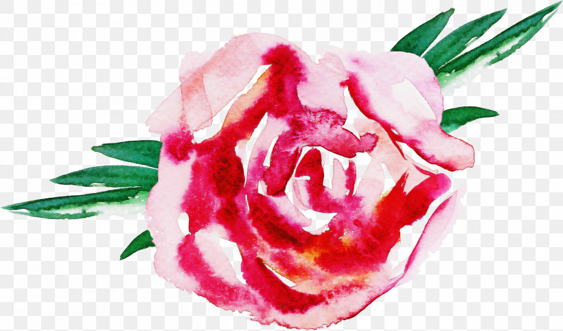 Garden Roses, PNG, 1997x1175px, Garden Roses, Cabbage Rose, Carnation, Cut Flowers, Floral Design Download Free