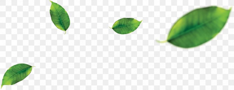 Green Tea Matcha Leaf, PNG, 868x335px, Green Tea, Apple, Banana Leaf, Black Tea, Green Download Free