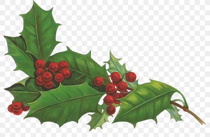 Holly Aquifoliales Christmas Holiday Snowman, PNG, 1069x700px, Holly, Aquifoliaceae, Aquifoliales, Berry, Christmas Download Free