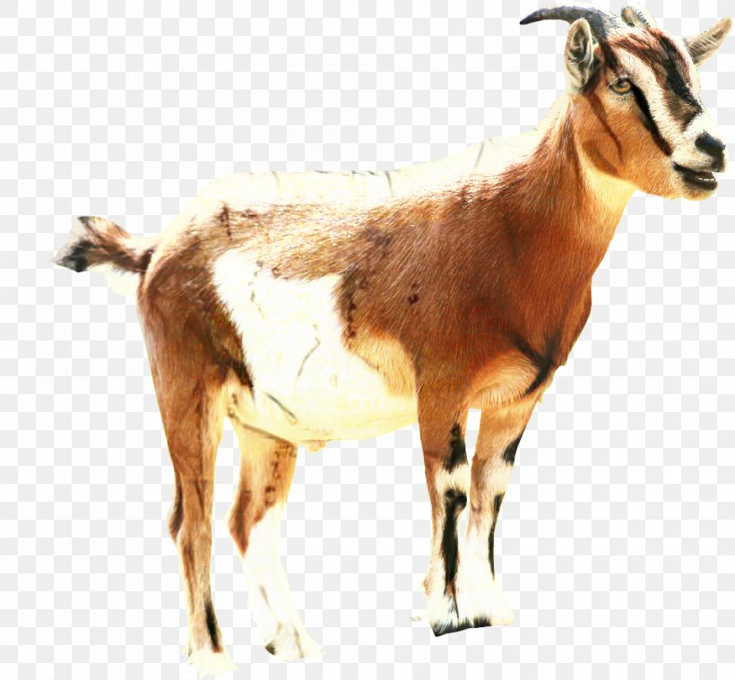 Sheep Clip Art Russian White Goat Barbari Goat, PNG, 960x889px, Sheep, Animal, Antelope, Barbari Goat, Chamois Download Free