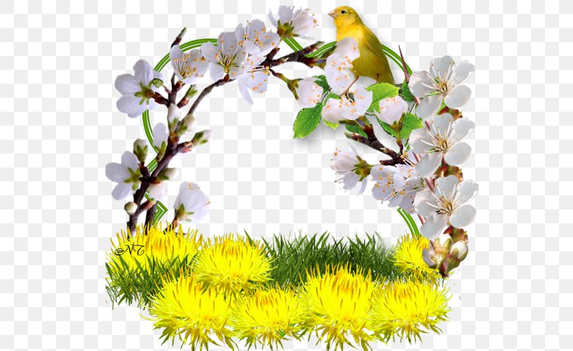 Dandelion Spring Odnoklassniki Flower Clip Art, PNG, 550x503px, Dandelion, Ansichtkaart, Autumn, Blossom, Branch Download Free