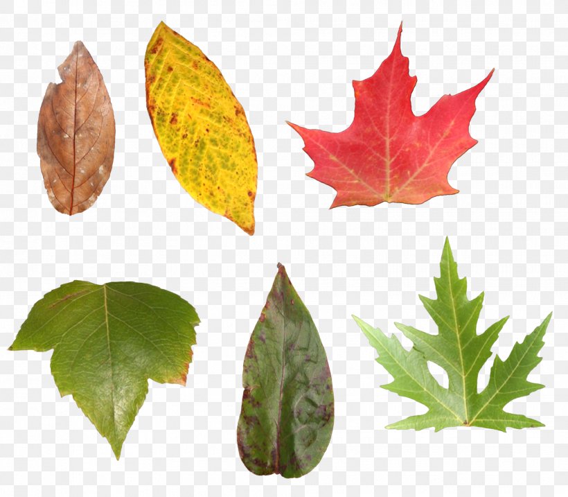 Maple Leaf Image Download, PNG, 1967x1722px, Leaf, Autumn, Autumn Leaf Color, Drawing, Green Download Free