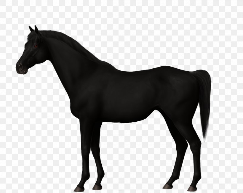 Stallion Trakehner Canadian Horse Mare Mustang, PNG, 1200x955px, Stallion, Black, Black And White, Breed, Bridle Download Free
