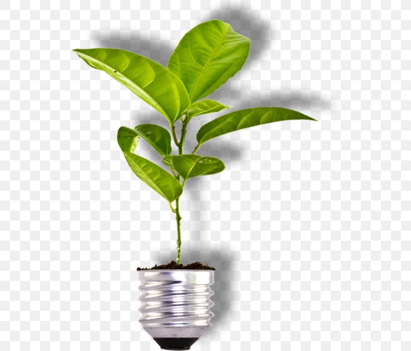 Sustainable Development Sustainability Energy Biomass Business, PNG, 536x700px, Sustainable Development, Biomass, Business, Consultant, Energy Download Free