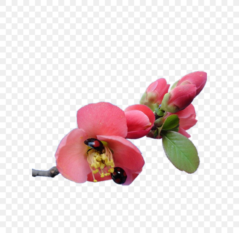 Flower Floral Design Petal, PNG, 600x800px, Flower, Artificial Flower, Begonia, Blossom, Cut Flowers Download Free