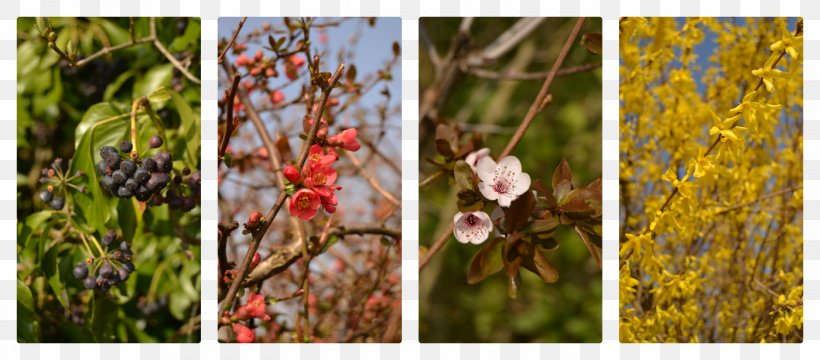 Flowering Plant Branching, PNG, 1400x615px, Flowering Plant, Autumn, Branch, Branching, Flora Download Free