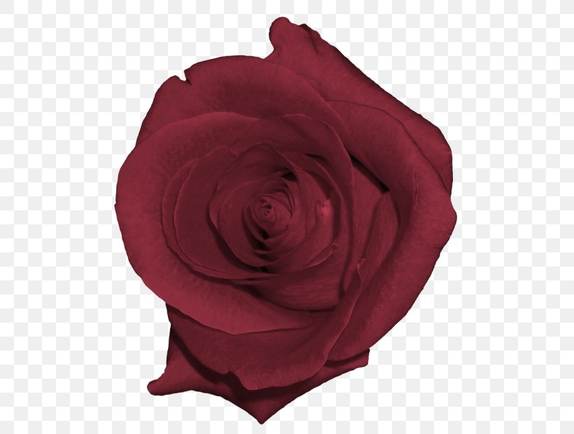 Garden Roses, PNG, 514x619px, Garden Roses, Floribunda, Flower, Hybrid Tea Rose, Petal Download Free