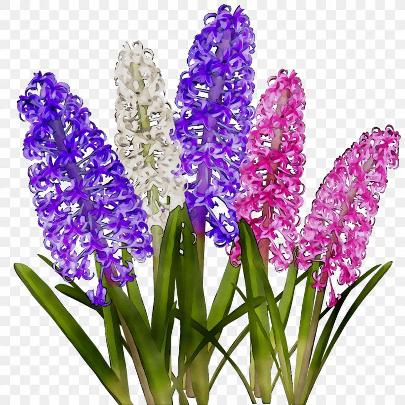 Hyacinth Cut Flowers Lavender, PNG, 1249x1249px, Hyacinth, Cut Flowers, Delphinium, Flower, Flowering Plant Download Free