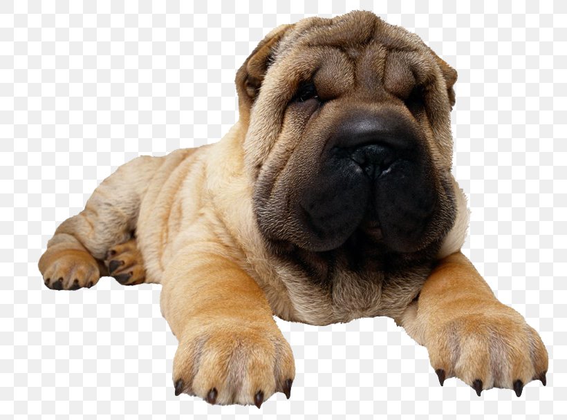 Shar Pei Puppy Pug Rottweiler Dog Toys, PNG, 800x608px, Shar Pei, Carnivoran, Chew Toy, Companion Dog, Dog Download Free