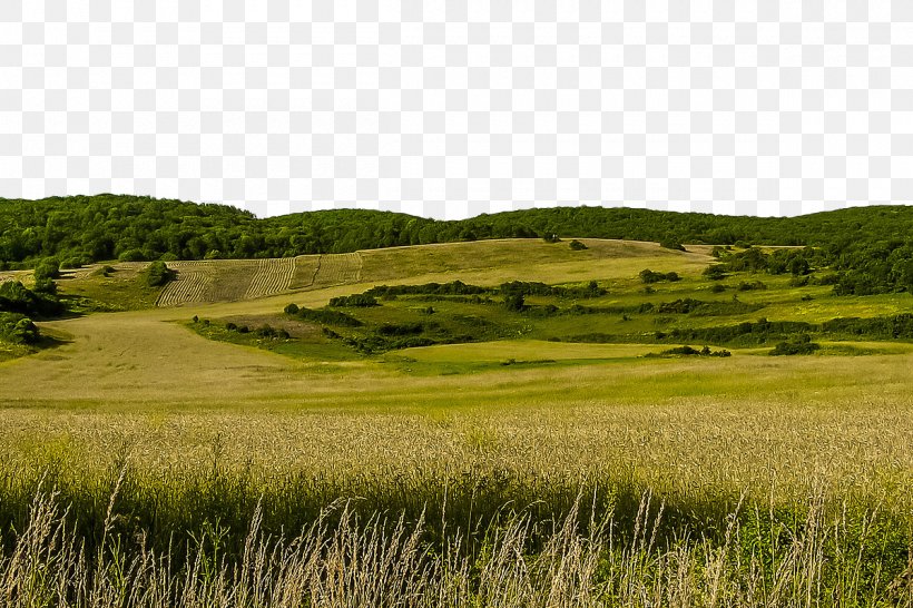 Slovakia Opium Poppy J. Rockcliff Realtors, Kat Sellis Landscape Meadow, PNG, 1200x800px, Slovakia, Agriculture, Crop, Ecoregion, Ecosystem Download Free