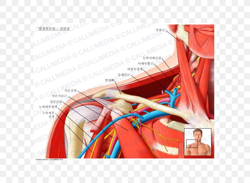 Supraclavicular Fossa Supraclavicular Nerves Supraclavicular Lymph Nodes Anatomy, PNG, 600x600px, Watercolor, Cartoon, Flower, Frame, Heart Download Free