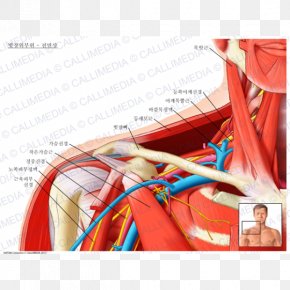 Supraclavicular Fossa Supraclavicular Lymph Nodes Anatomy Subclavian ...