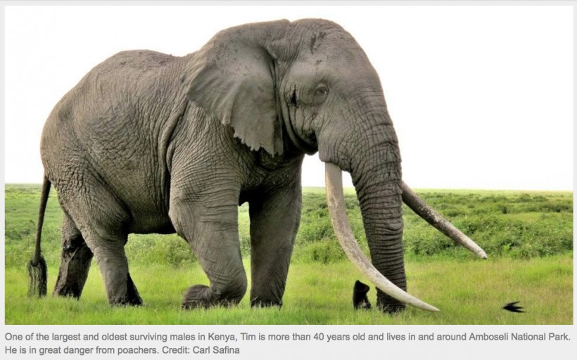 African Bush Elephant The Elephant Sanctuary Sumatran Elephant Poaching, PNG, 1212x758px, African Bush Elephant, African Elephant, Animal, Asian Elephant, Elephant Download Free