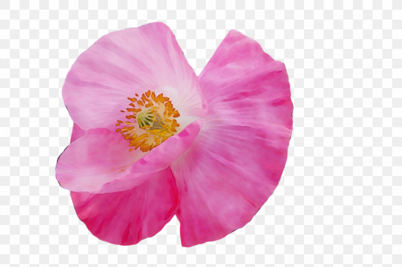 Mallows Herbaceous Plant Plants Mallow The Poppy Family, PNG, 1280x853px, Watercolor, Biology, Herbaceous Plant, Mallow, Mallows Download Free