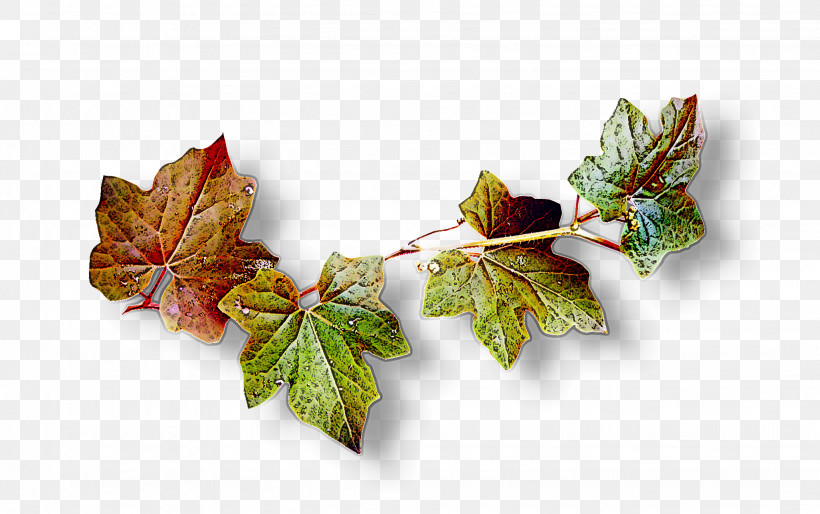 Maple Leaf, PNG, 2046x1284px, Leaf, Autumn, Beech, Black Maple, Branch Download Free