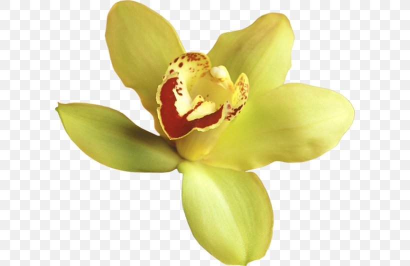 Popular Orchids Flower Clip Art, PNG, 600x532px, Orchids, Bud, Flower, Flowering Plant, Lilium Download Free
