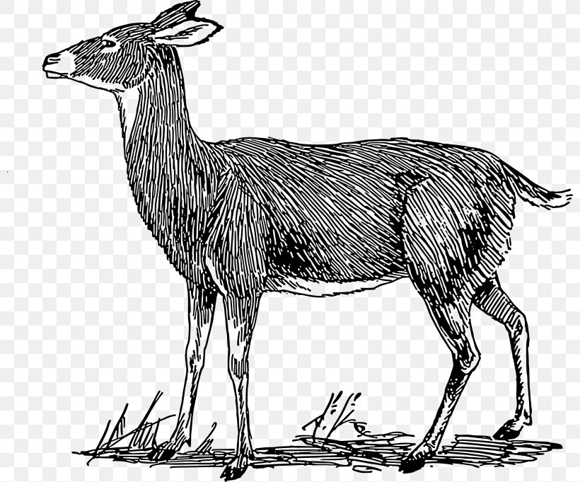 White-tailed Deer Drawing Clip Art, PNG, 800x681px, Deer, Animal Figure, Antelope, Antler, Beak Download Free