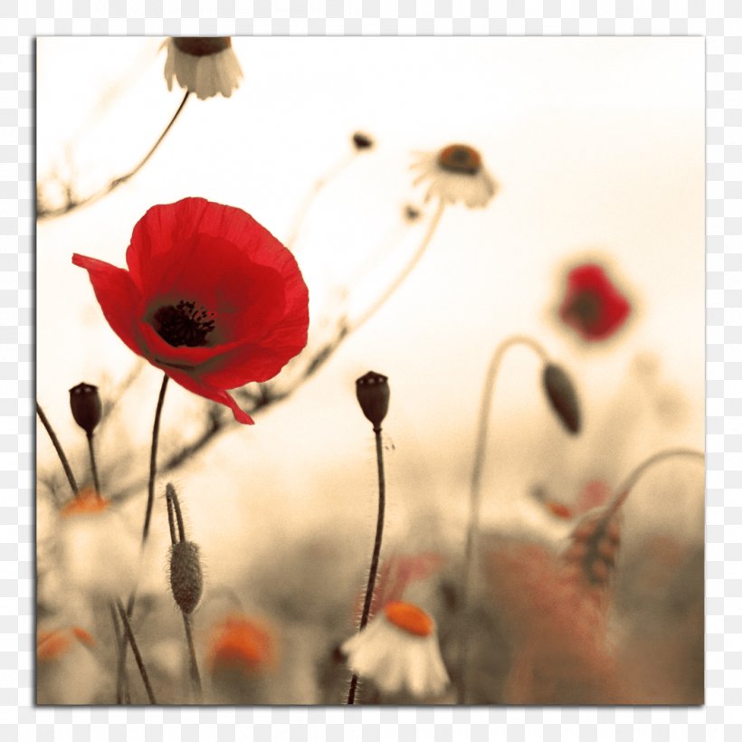 Armistice Day Studio Fitness: Victoria November 11 First World War Public Holiday, PNG, 1055x1055px, Armistice Day, Armistice, Armistice Of 11 November 1918, Commonwealth Of Nations, Coquelicot Download Free
