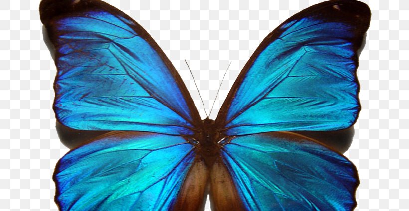 Butterfly Symmetry Noether's Theorem Menelaus Blue Morpho, PNG, 807x424px, Watercolor, Cartoon, Flower, Frame, Heart Download Free