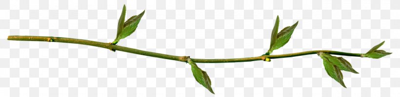 Leaf Branch Tree, PNG, 1280x313px, Leaf, Branch, Closeup, Grass, Grass Family Download Free