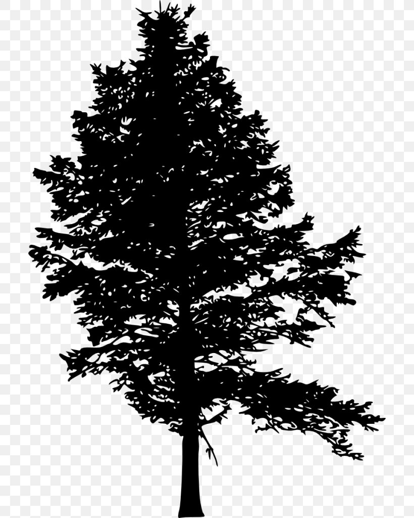 Pine Fir Tree Silhouette Drawing, PNG, 708x1024px, Pine, Black And White, Branch, Christmas Decoration, Christmas Tree Download Free