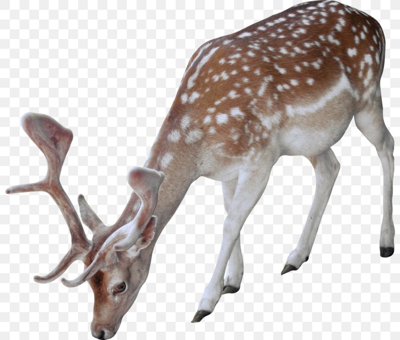 Reindeer White-tailed Deer Horse Animal, PNG, 800x697px, Reindeer, Animal, Antler, Christmas, Deer Download Free
