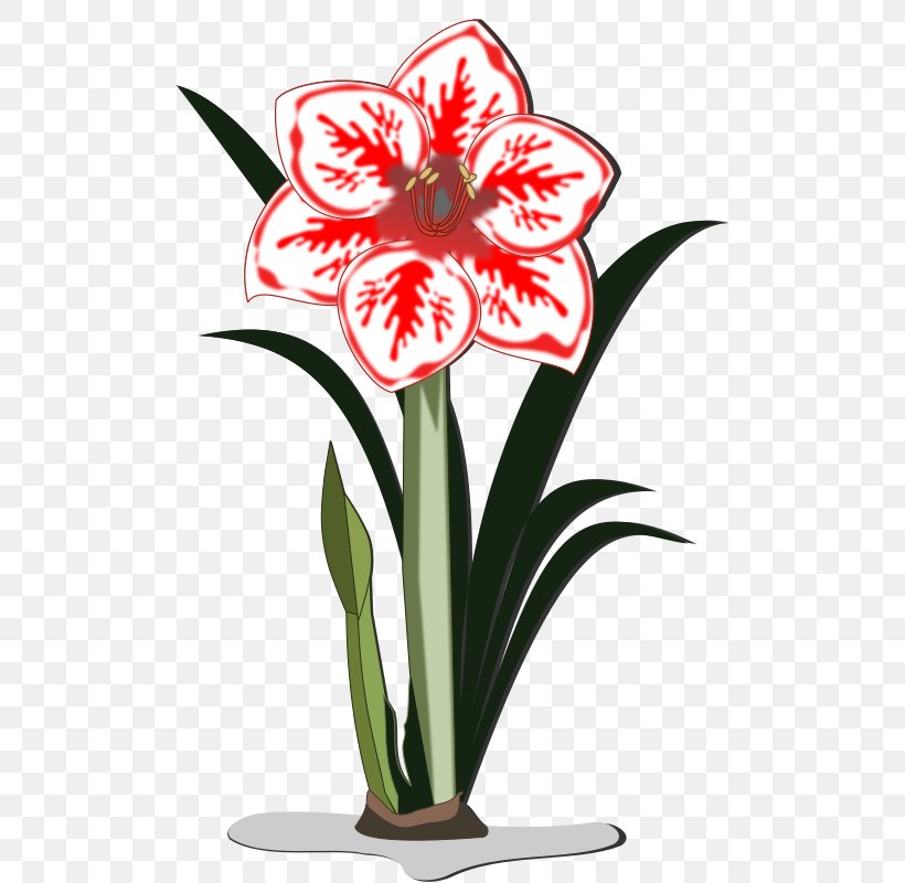 Amaryllis Clip Art, PNG, 800x800px, Amaryllis, Amaryllis Belladonna, Amaryllis Family, Cut Flowers, Flora Download Free