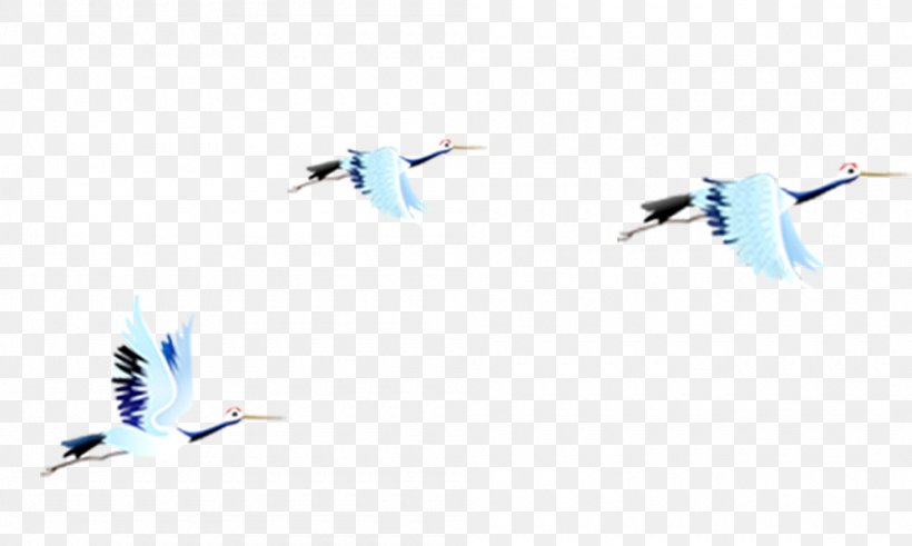 Bird Gulls Download Gongbi, PNG, 1000x600px, Bird, Beak, Blue, Color, Common Gull Download Free