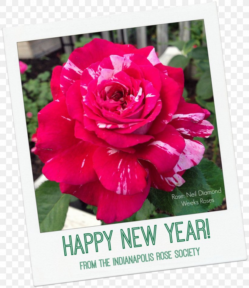 Flower New Year's Day Garden Roses Holiday, PNG, 920x1064px, Flower, Annual Plant, Centifolia Roses, Christmas, Christmas Card Download Free