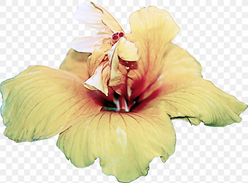 Flower Petal Hawaiian Hibiscus Hibiscus Plant, PNG, 1200x886px, Flower, Gladiolus, Hawaiian Hibiscus, Hibiscus, Mallow Family Download Free