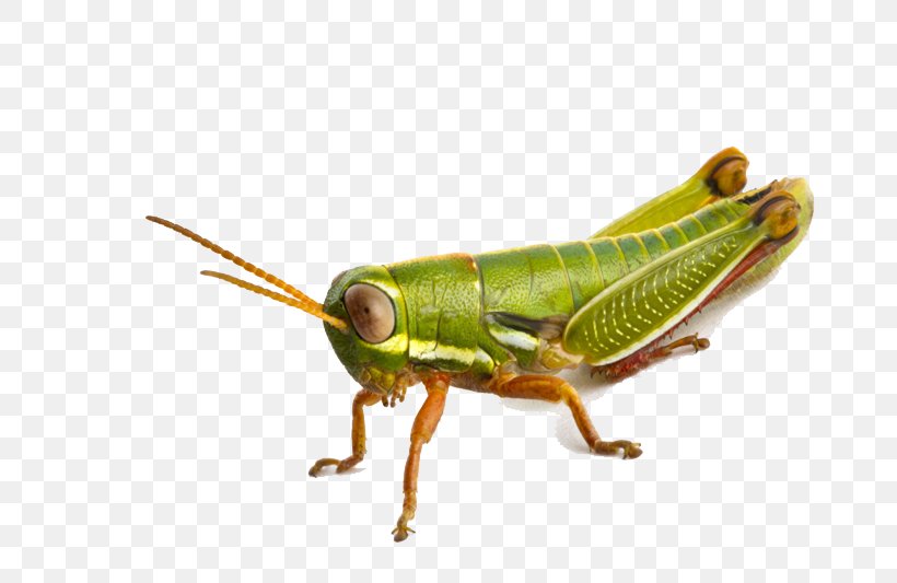Grasshopper Icon, PNG, 800x533px, Insect, Arthropod, Bush Crickets, Cricket, Cricket Like Insect Download Free