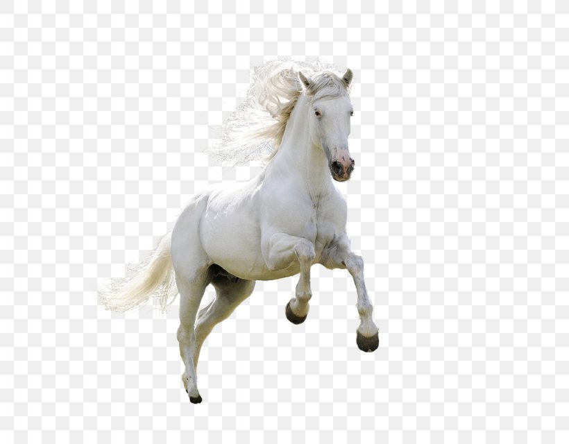 Horse Download Desktop Wallpaper, PNG, 1024x800px, Horse, Animal Figure,  Bridle, Computer, Coreldraw Download Free