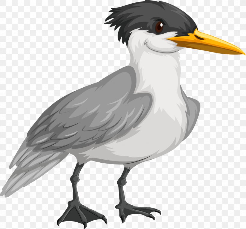 Bird Gulls Wader Common Tern Arctic Tern, PNG, 2347x2186px, Bird, Arctic Tern, Beak, Charadriiformes, Common Tern Download Free