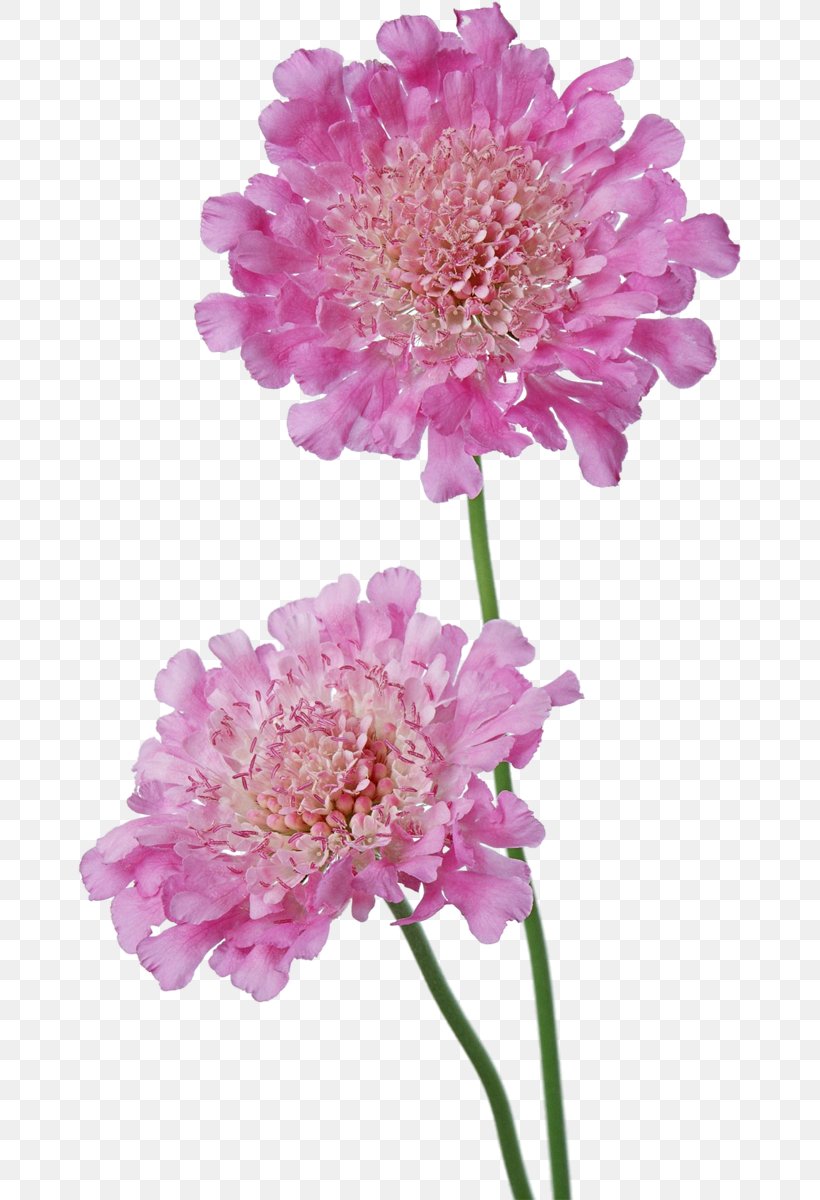 Cut Flowers Photography, PNG, 665x1200px, Flower, Annual Plant, Aster, Chrysanths, Cut Flowers Download Free