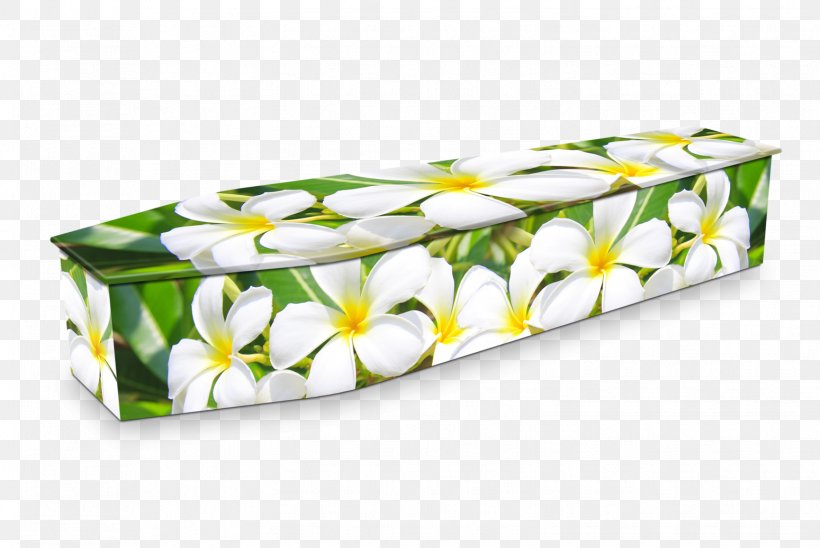 Expression Coffins Funeral Home Funeral Director, PNG, 1549x1037px, Coffin, Expression Coffins, Flower, Freemasonry, Funeral Download Free