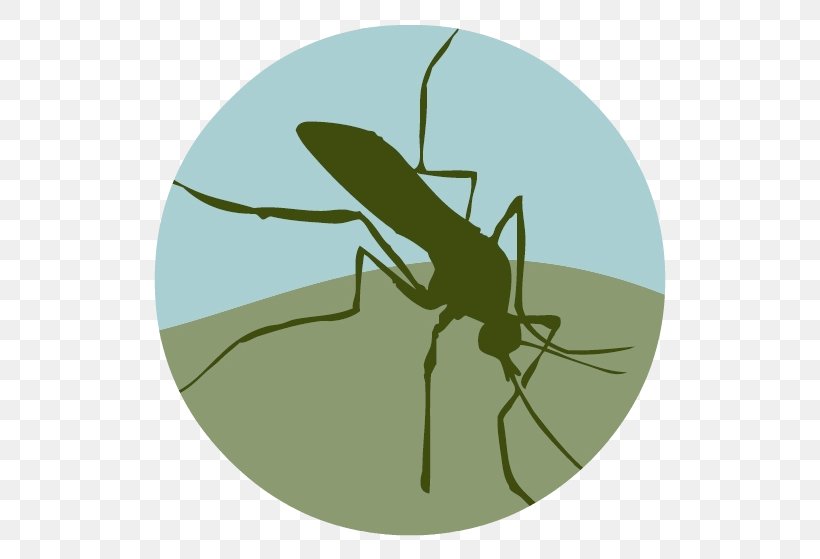 Placer Mosquito And Vector Control District Mosquito Control, PNG, 547x559px, Mosquito, Arthropod, California, Fly, Health Download Free