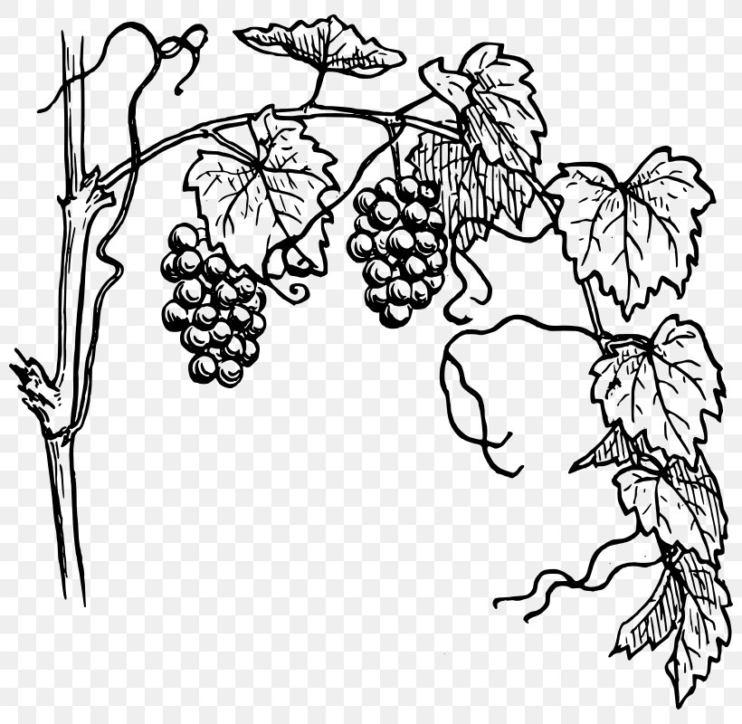 Common Grape Vine Wine Clip Art, PNG, 800x800px, Common Grape Vine, Area, Black And White, Branch, Coloring Book Download Free