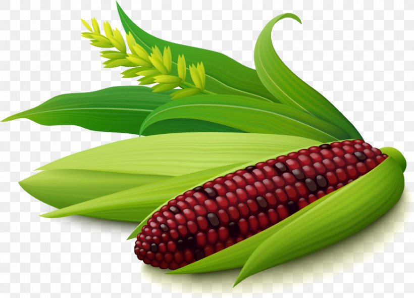 Corn On The Cob Pamonha Maize Purple Corn, PNG, 875x630px, Corn On The Cob, Commodity, Corn Oil, Corncob, Ear Download Free