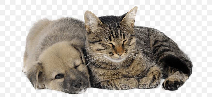 Dog Cat Bed Pet Kitten, PNG, 687x377px, Dog, American Kennel Club, Bed, Bed Warmer, Bestprice Download Free