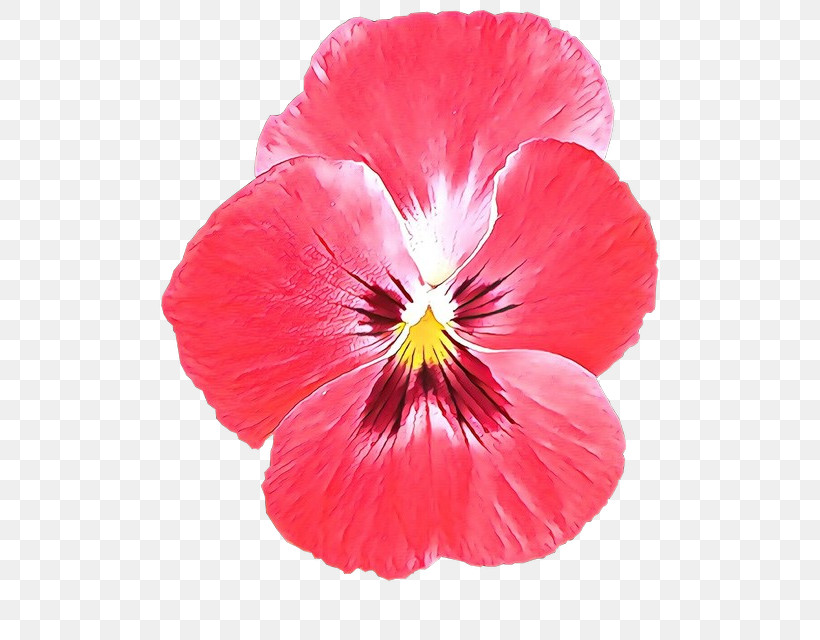 Flower Petal Plant Pansy Red, PNG, 572x640px, Flower, Annual Plant, Magenta, Pansy, Petal Download Free