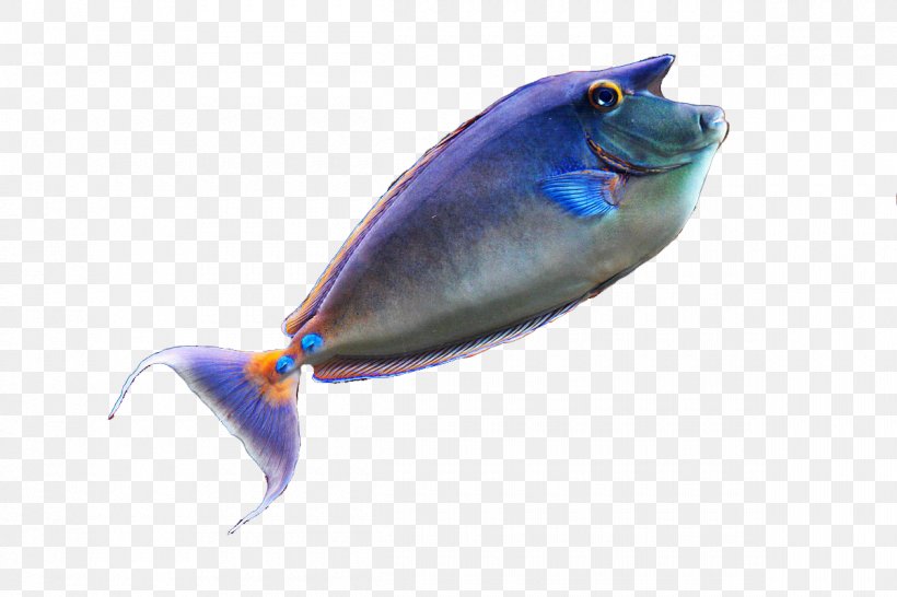 Seabed Marine Biology Fish, PNG, 1200x800px, Seabed, Blue, Cobalt Blue, Color, Electric Blue Download Free